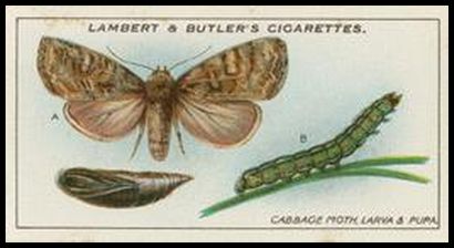 3 Cabbage Moth, Larva and Pupa